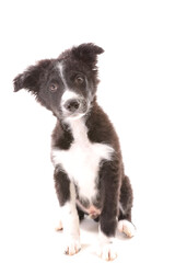 Obraz premium Cute Border Collie puppy sitting on white background looking at camera