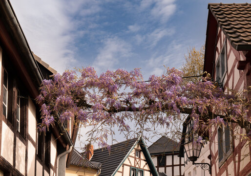 The picture shows beautiful wisteria stretching between two half-timbered houses.