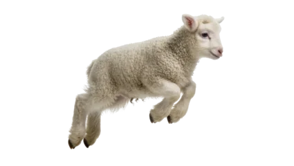 Fotobehang Schapen Fluffy white lamb jumping mid-air, isolated on transparent background  © Lukas