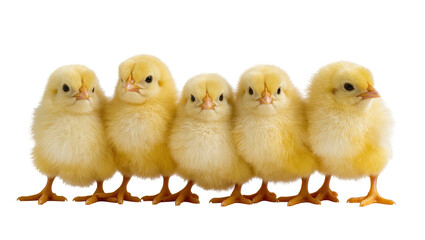Fototapeta premium Five fluffy yellow baby chicks standing together, isolated on transparent background