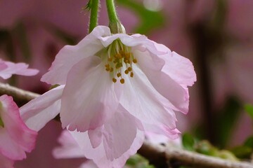 close up of pink sakura flower © Mt. Cape