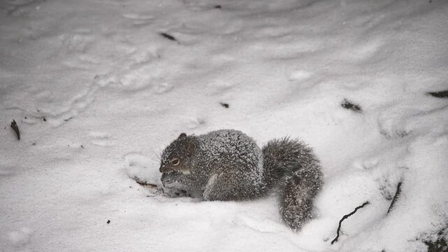 Cute eastern gray squirrel digging and searching for buried nuts in the freshly fallen snow. A wild rodent surviving the cold winter weather