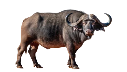 Fotobehang Buffel Massive African buffalo with large curved horns, isolated on transparent background  © Lukas