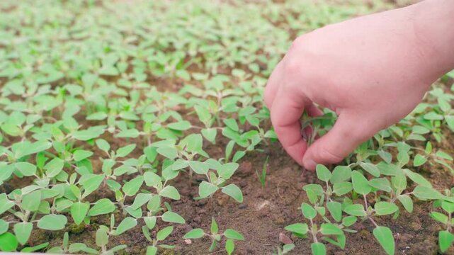 Gardener manually pulling weeds from soil on garden bed close-up slow motion