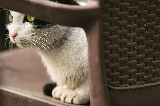  Cat With Dark Green Eyes
