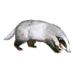 Hand painted watercolor badger illustration isolated on white background © darina.ill