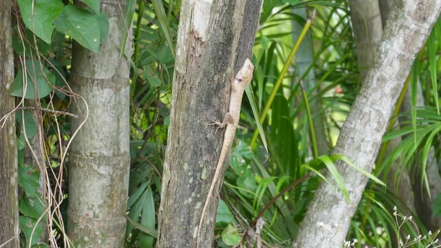 Oriental garden lizard perched on a tree trunk