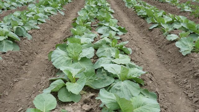 Young cabbage seedlings in orderly farm rows