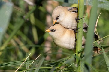 Pair of juvenile male Bearded Tits huddled together on a green reed in morning light © Юрій Балагула