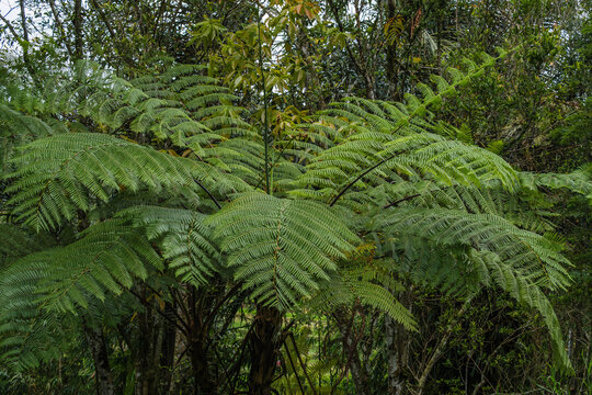 Large Tree Fern in a Lush Tropical Forest