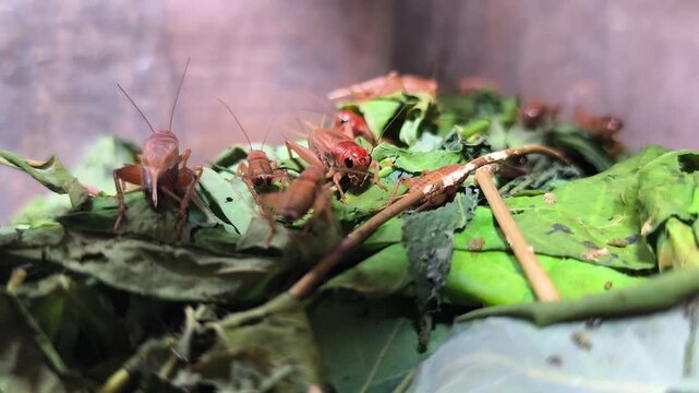 Gryllidae or crickets, eat leaves in the breeding enclosure