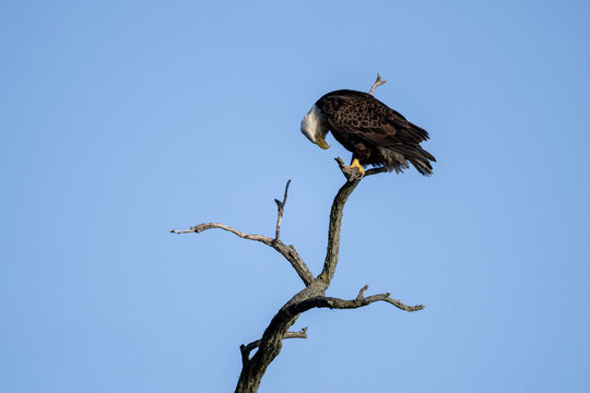 Bald eagle perched on a weathered tree branch looking downward, a calm wildlife portrait framed by a simple blue sky background.