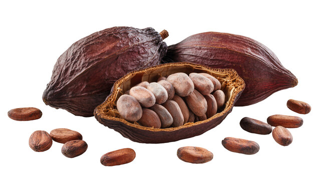Dark brown cocoa pods and beans one pod split open, isolated on transparent background
