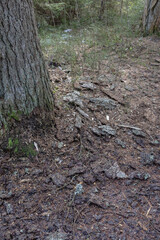 Fototapeta premium Forest floor with fallen bark and mossy tree trunk in the background