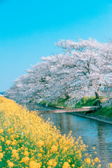 Naklejka premium Cherry blossoms and rapeseed flowers along river in spring Toyoho River Oyama Japan