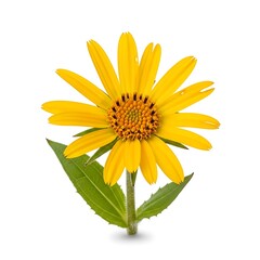 Obraz premium Vibrant Yellow Daisy Flower with Green Stem and Leaves Isolated on White Background bloom blossom