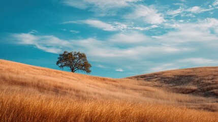 Fototapeta premium Lone tree standing on golden grass hill under blue cloudy sky. Scenic landscape of nature with dry meadow at summer time. Concept of serenity, environment, ecology and rural beauty.