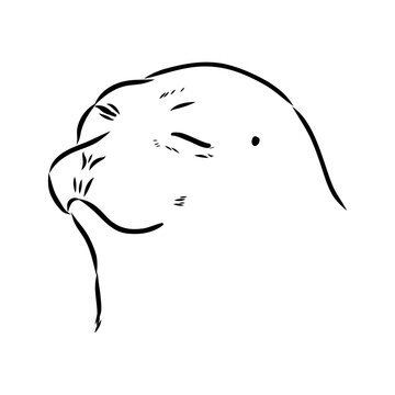 Baikal seal, vector sketch