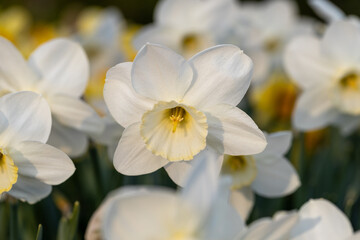 Obraz premium Close-up of white narcissus flowers (Narcissus poeticus) in spring garden
