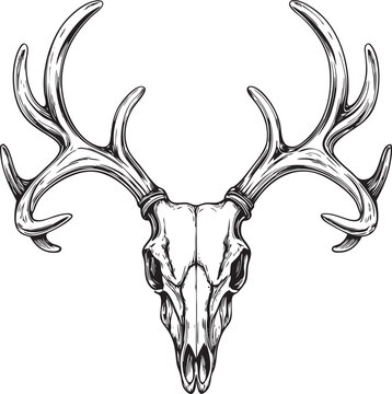 Deer Antlers Skull Bone Fragment Symmetry Detailed Line Art Isolated on White