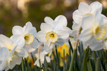 Fototapeta premium Close-up of white narcissus flowers (Narcissus poeticus) in spring garden