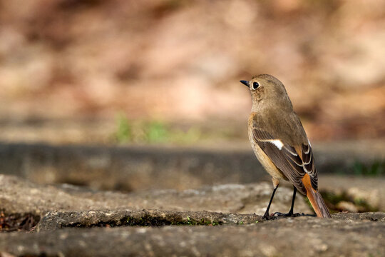 Female Daurian Redstart perched on a stone in a park