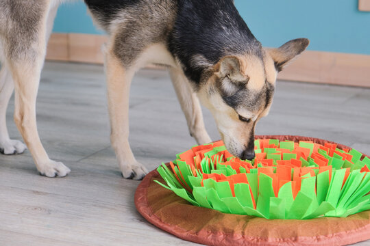 cute mixed breed dog playing with soft snuffle rug for hiding dried treats for nose work. Intellectual games with pet