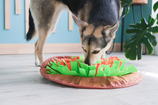 cute mixed breed dog playing with soft snuffle rug for hiding dried treats for nose work. Intellectual games with pet