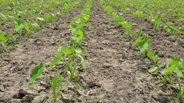 Young taro plantation in agricultural field