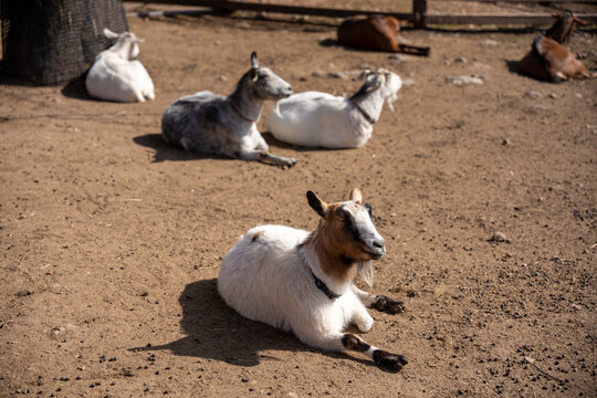 のんびりひなたぼっこするヤギたち