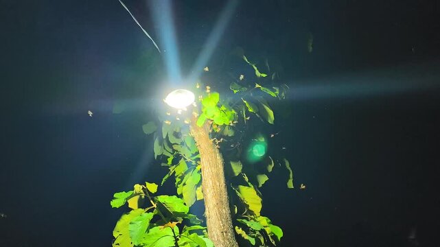 termite or winged ant flying around a light source. Alate