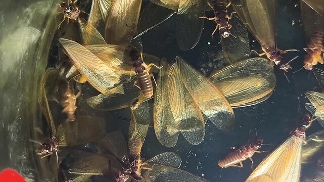 winged termite or alate, trapped in a jar container