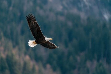 Obraz premium Bald eagle gliding above conifer forest with spread wings and white tail feathers against deep evergreen backdrop
