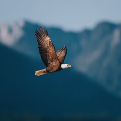 Obraz premium Bald eagle soaring over mountain range at sunrise with clear sky and forested valley