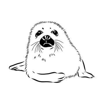 Baikal seal, vector sketch