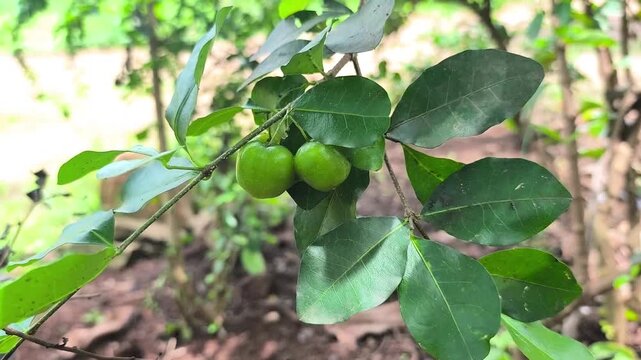 Barbados cherry or Malpighia glabra ...