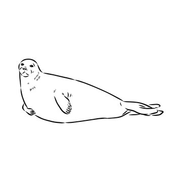 Baikal seal, vector sketch