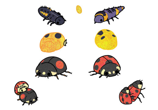 Harmonia axyridis and Coccinella septempunctata growth