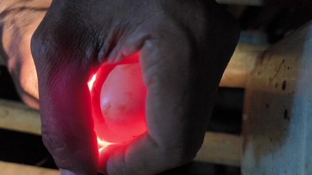hands holding eggs illuminated with lamp light for embryo development, fertilized eggs