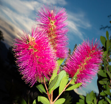 Bright bottlebrush flowers after the sun is below the horizon behind