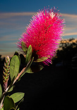 Close-up of a bottlbrush flower just at sunset