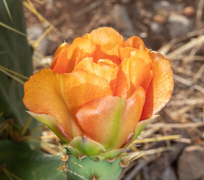 Macro shot of an orange and yellow prickly pear cactus in early spring