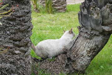 A cat scratching its claws at the tree © nastyakamysheva