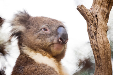 Close-up portrait of a cute brown furry Australian koala bear sitting in the branches of a eucalypt tree on a sunny day with a soft focus white background. © Nautilus Creative