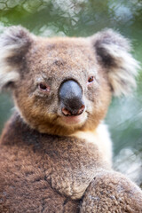 Obraz premium Close-up portrait of a beautiful brown furry Australian koala bear sitting in the branches of a eucalypt tree on a sunny day.