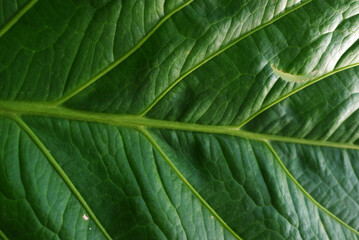 Fototapeta premium Wide leaf texture for background. green leaf background. high quality image 