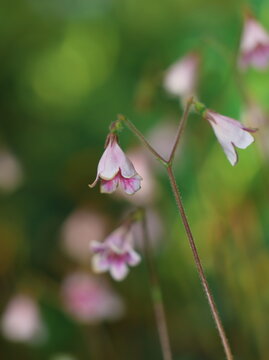 Flower Linnaea borealis