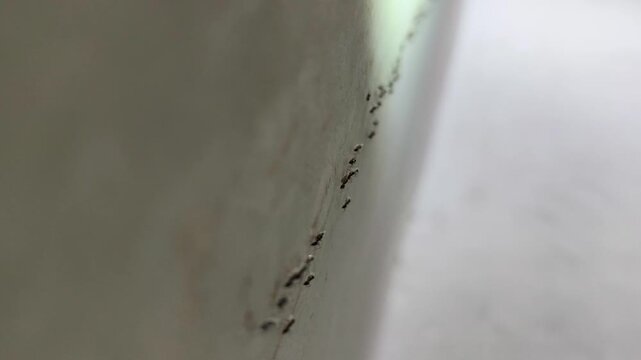 ants walk searching for food by following pheromone trails, Lasius niger