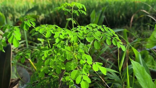 Moringa plant or Moringa oleifera