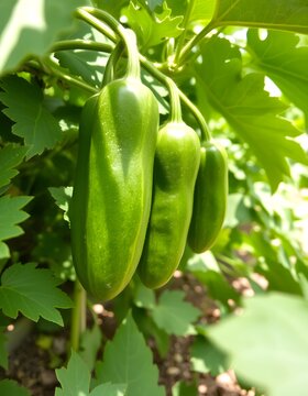 Green zucchini growing on plant in garden, fresh courgette vegetable